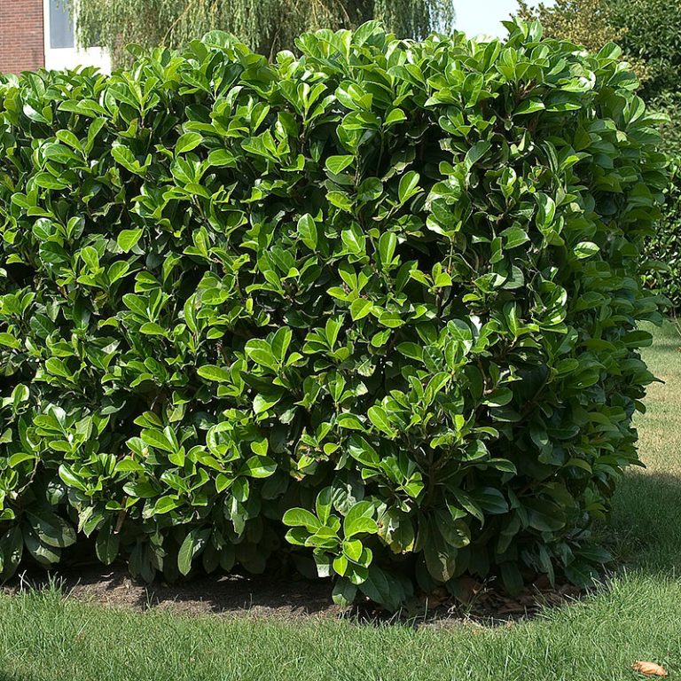Le laurier-cerise : un arbuste polyvalent